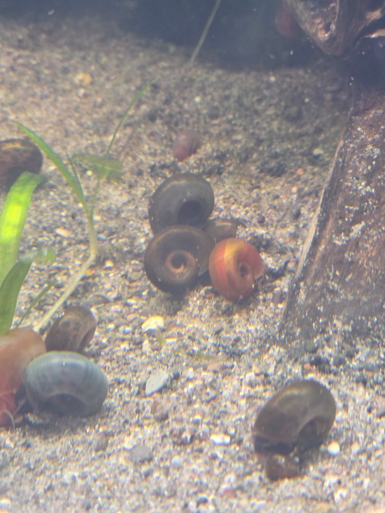 ramshorn snails!