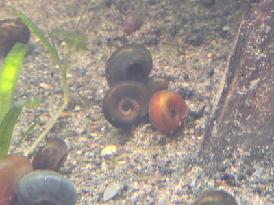 ramshorn snails!