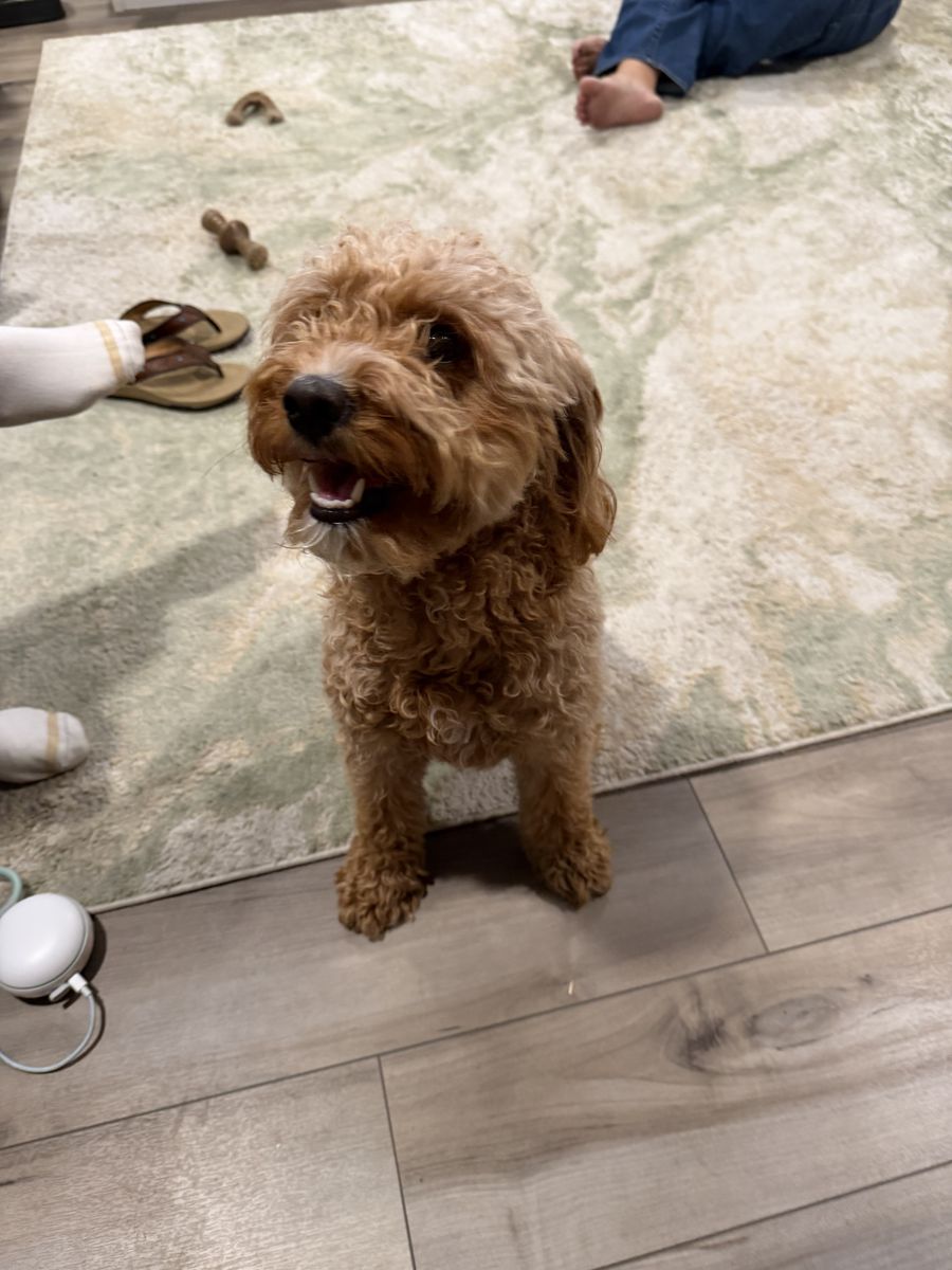 Intact Female Mini Goldendoodle – 2.5 Years Old – Apricot Fleece Coat
