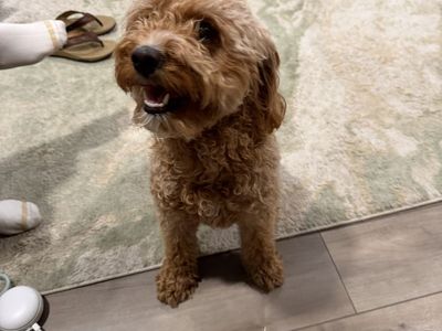 Intact Female Mini Goldendoodle – 2.5 Years Old – Apricot Fleece Coat