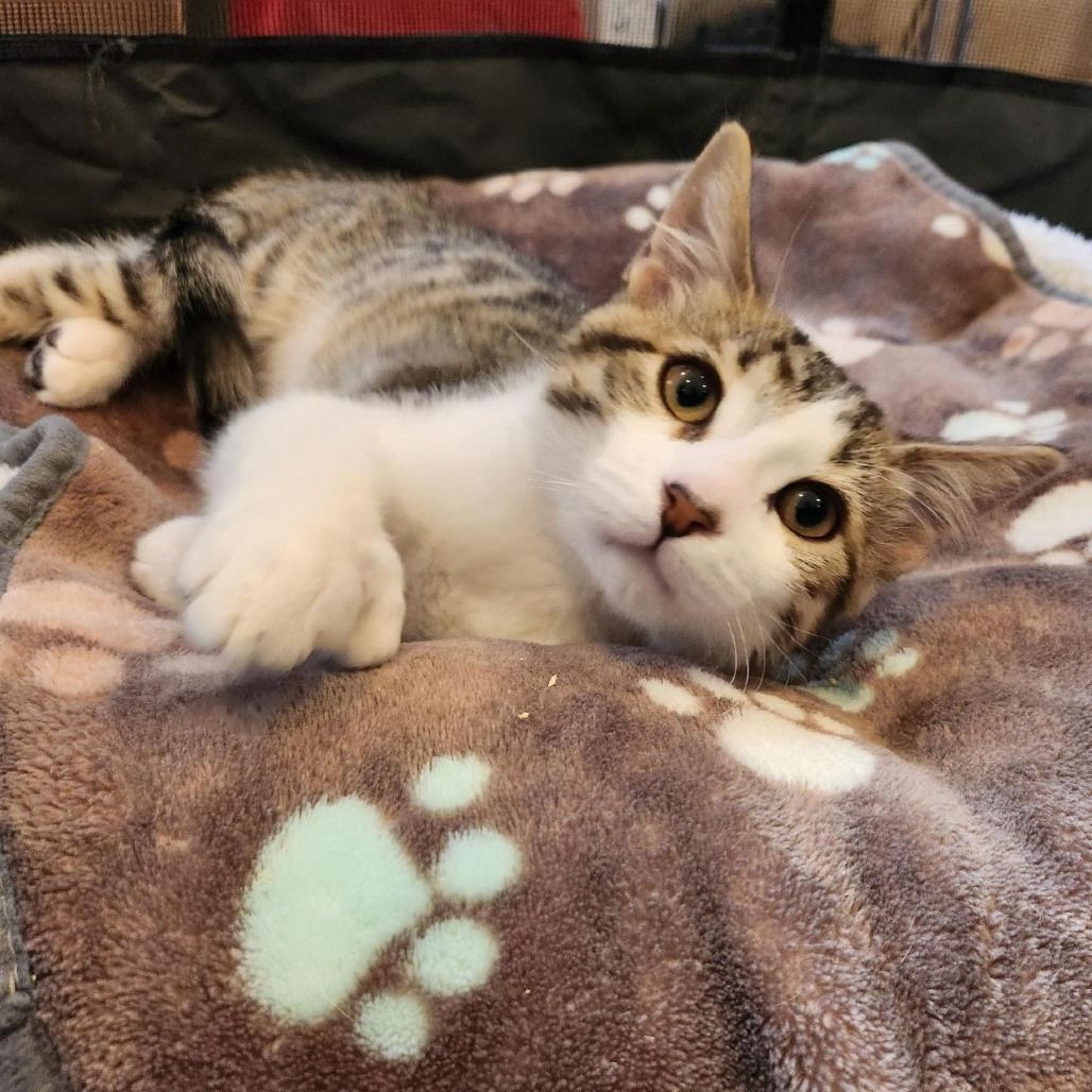 Hello my name is Moss