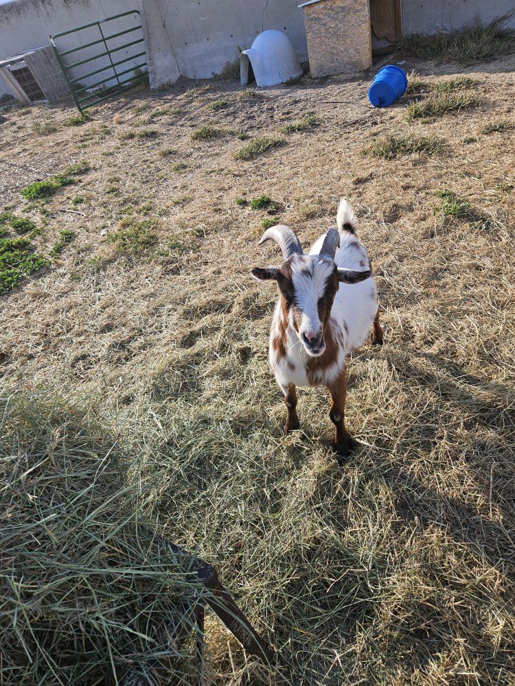Goat for Sale