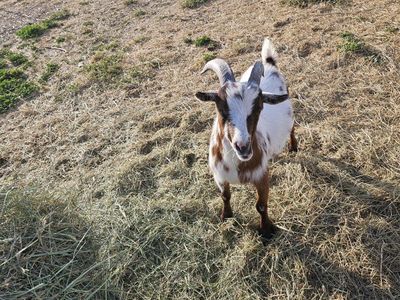 Goat for Sale
