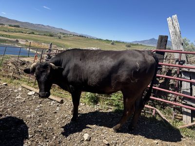 Full Blood Wagyu Beef
