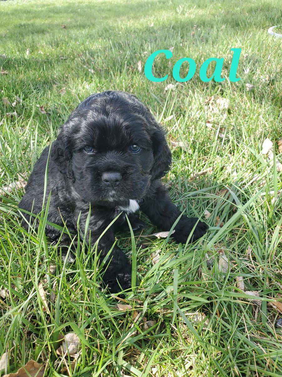 AKC Cocker Spaniel puppies
