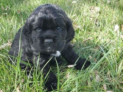 AKC Cocker Spaniel puppies