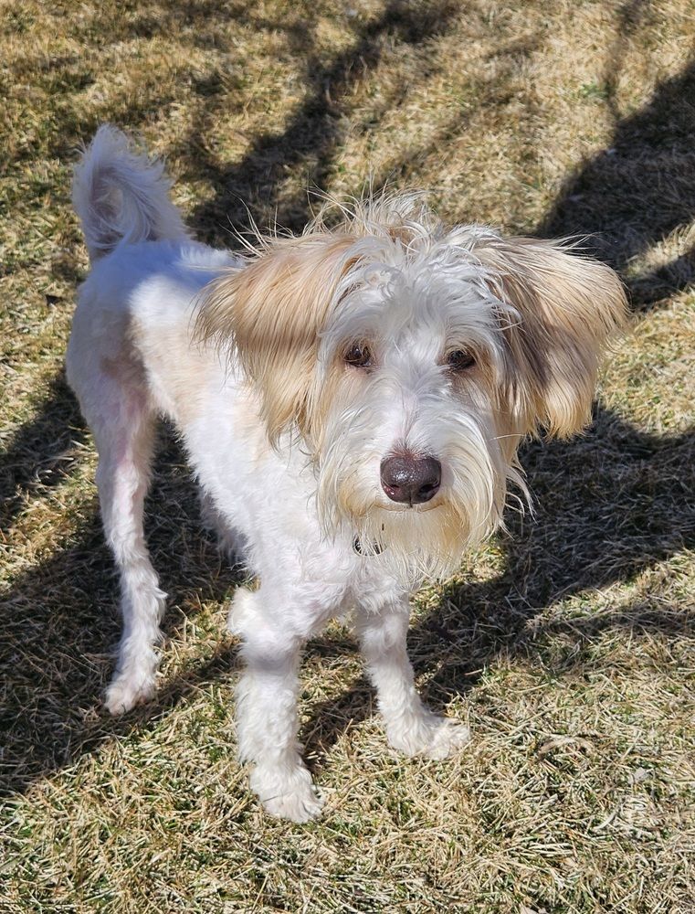 Baxter the Schnauzer Puppy