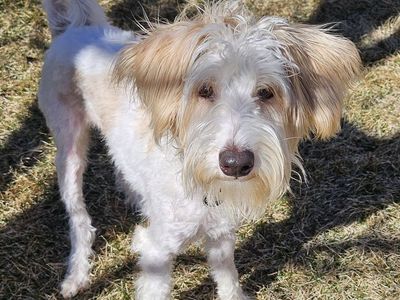 Baxter the Schnauzer Puppy