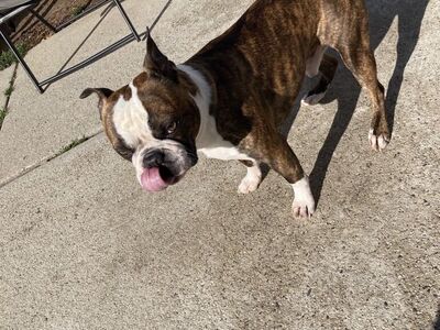 STUD ONLY Boston Terrier duel registered AKC and CKC