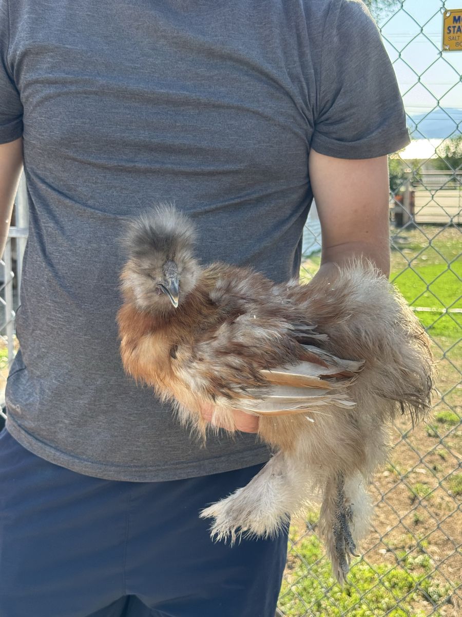 Mix Color Silkie