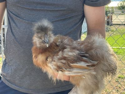 Mix Color Silkie