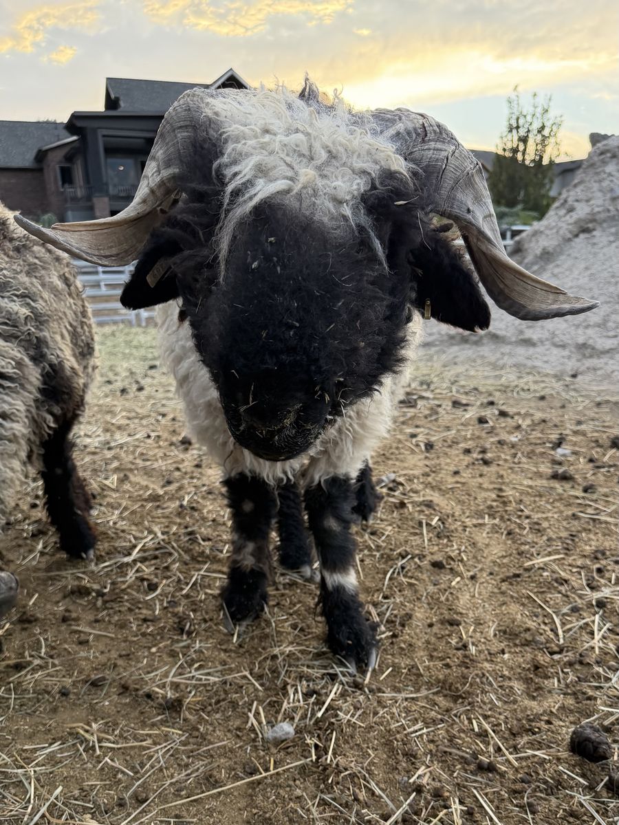 100% Valais Blacknose Ram