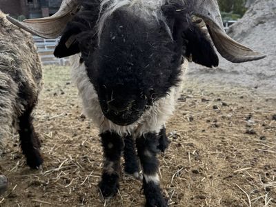 100% Valais Blacknose Ram