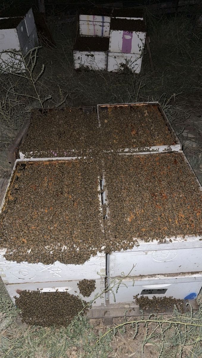 Idaho Honeybee Nucs **Last Chance**