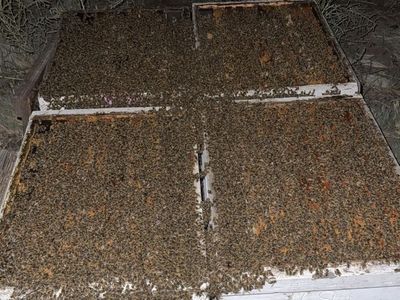 Idaho Honeybee Nucs **Last Chance**