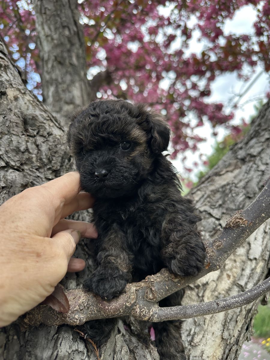 Female Yorkie ShihPoo Yorkie Shih Tzu Toy Poodle
