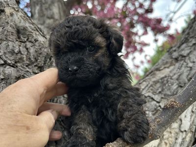 Female Yorkie ShihPoo Yorkie Shih Tzu Toy Poodle