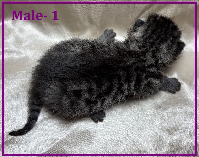 Beautiful Half Bengal Kittens