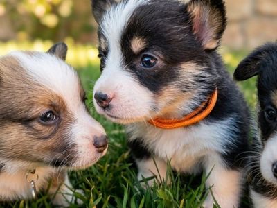 Pembroke Welsh Corgi Puppies