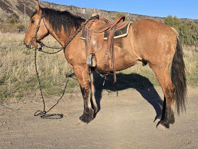 Dun Draft Cross Gelding