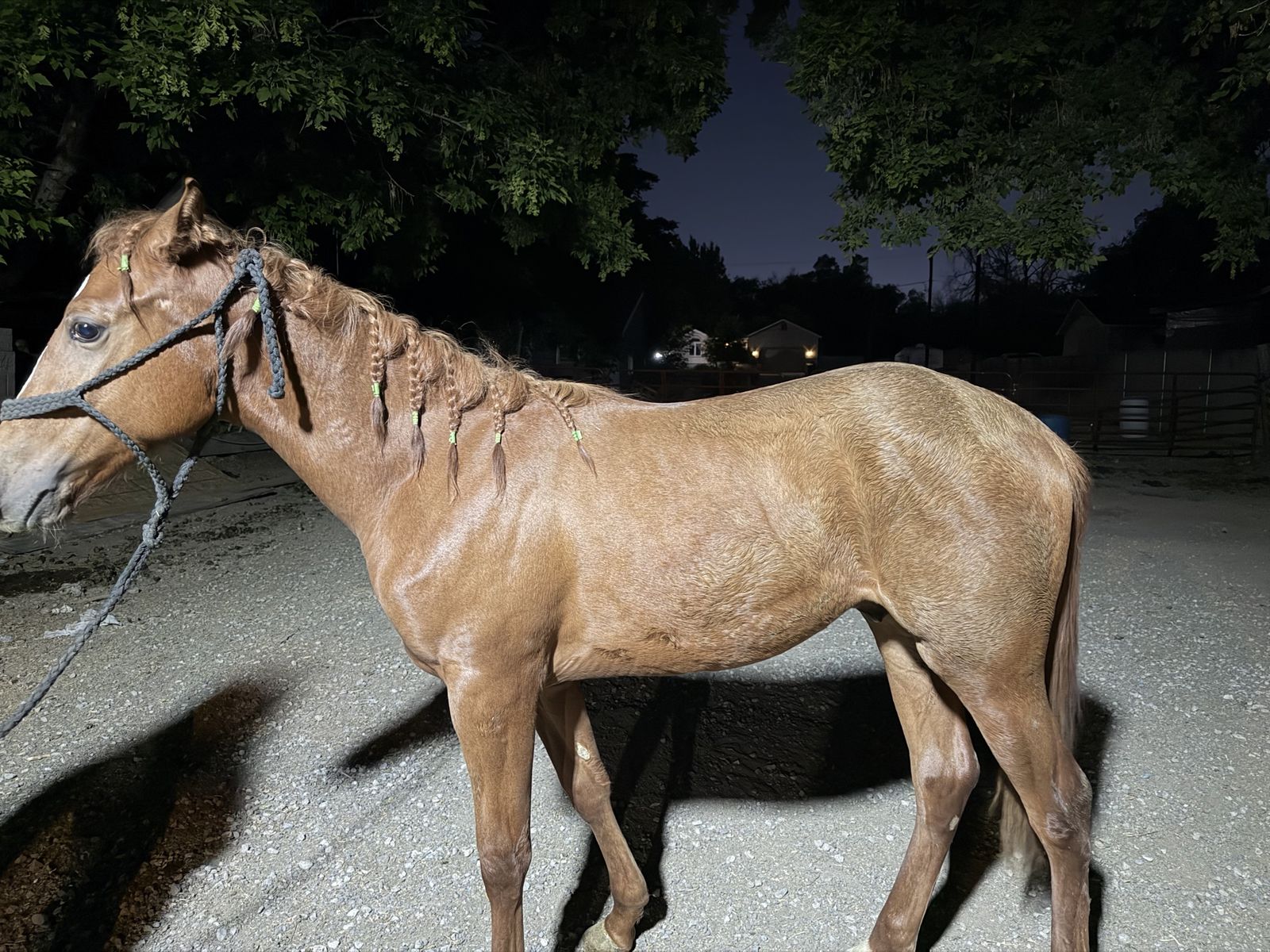 A smart and ready one-year-old colt!