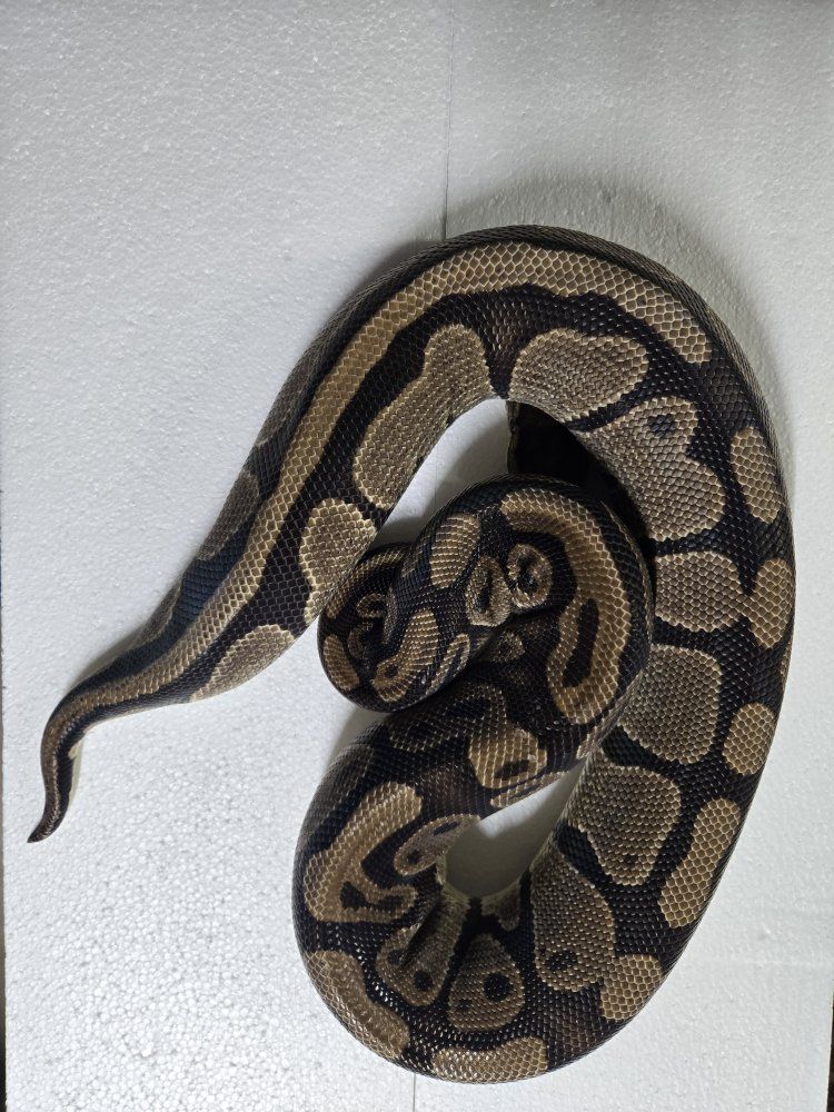 Het Pied