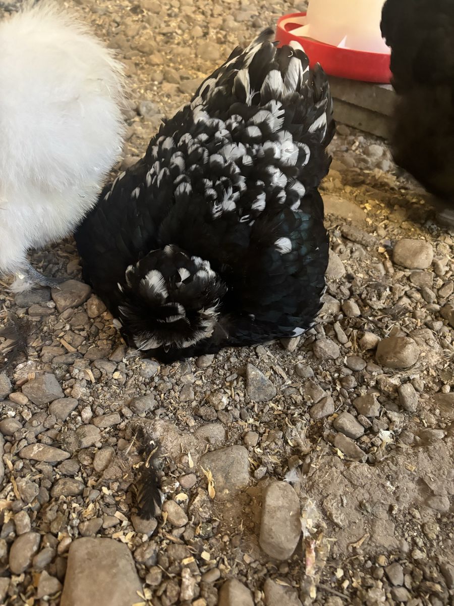 Showgirl Satin/ Silkie Hen