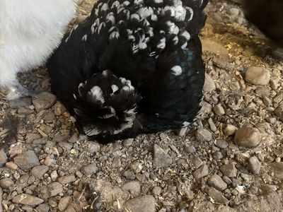 Showgirl Satin/ Silkie Hen