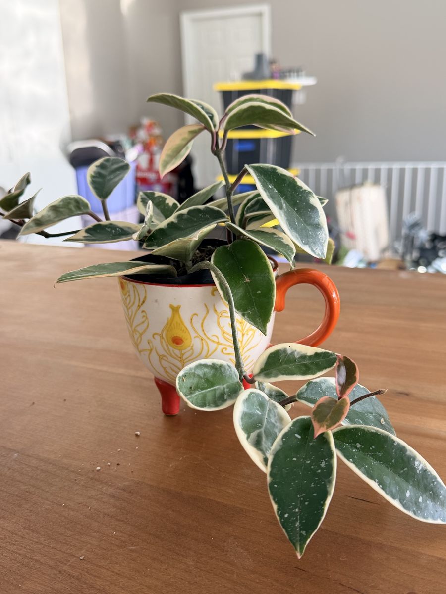 Decorative Ceramic Planters