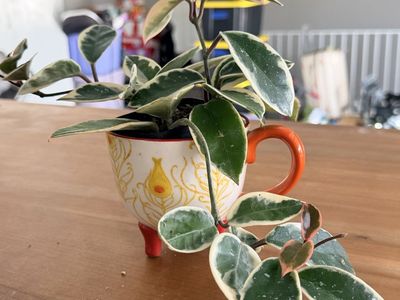 Decorative Ceramic Planters