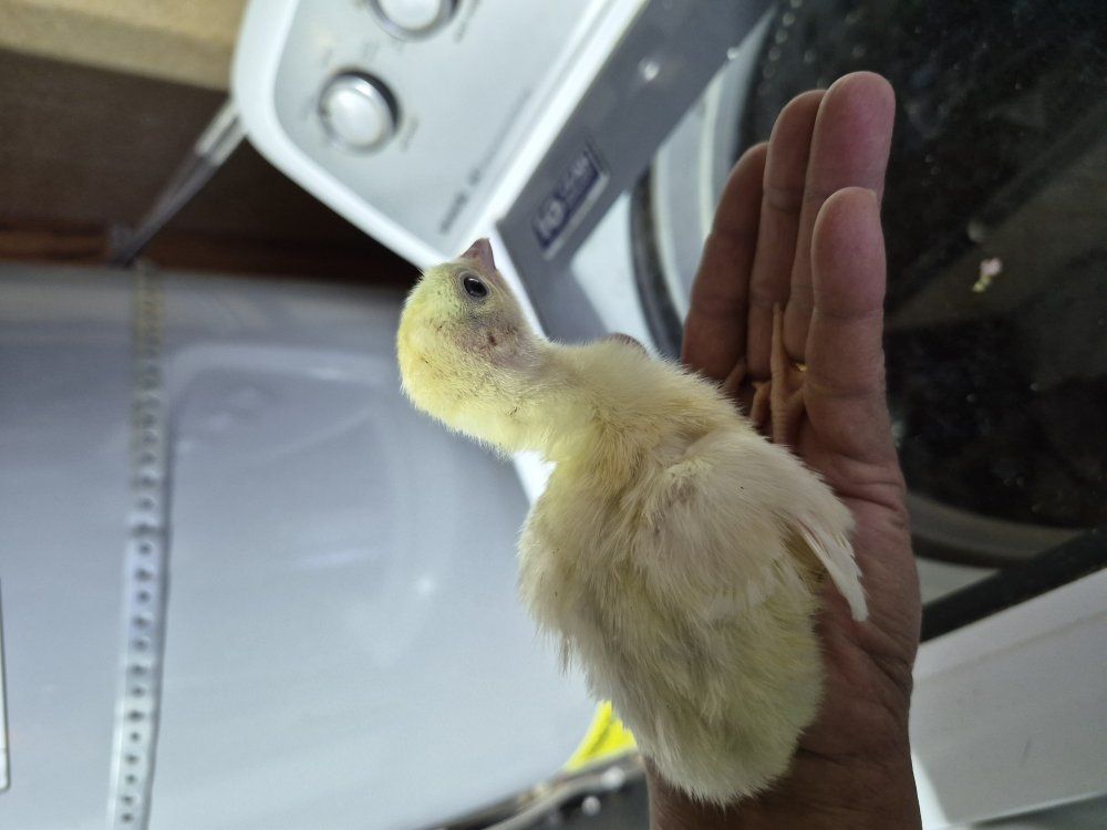 Royal PalmTurkey poults