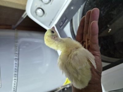 Royal PalmTurkey poults