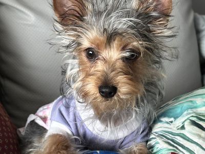 YORKIE TERRIER PUPPY