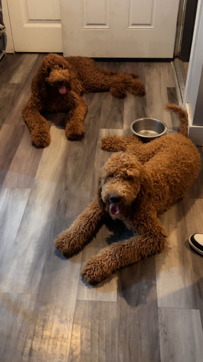 Adorable Irishdoodle Puppies