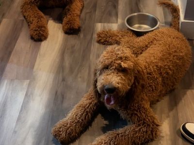 Adorable Irishdoodle Puppies