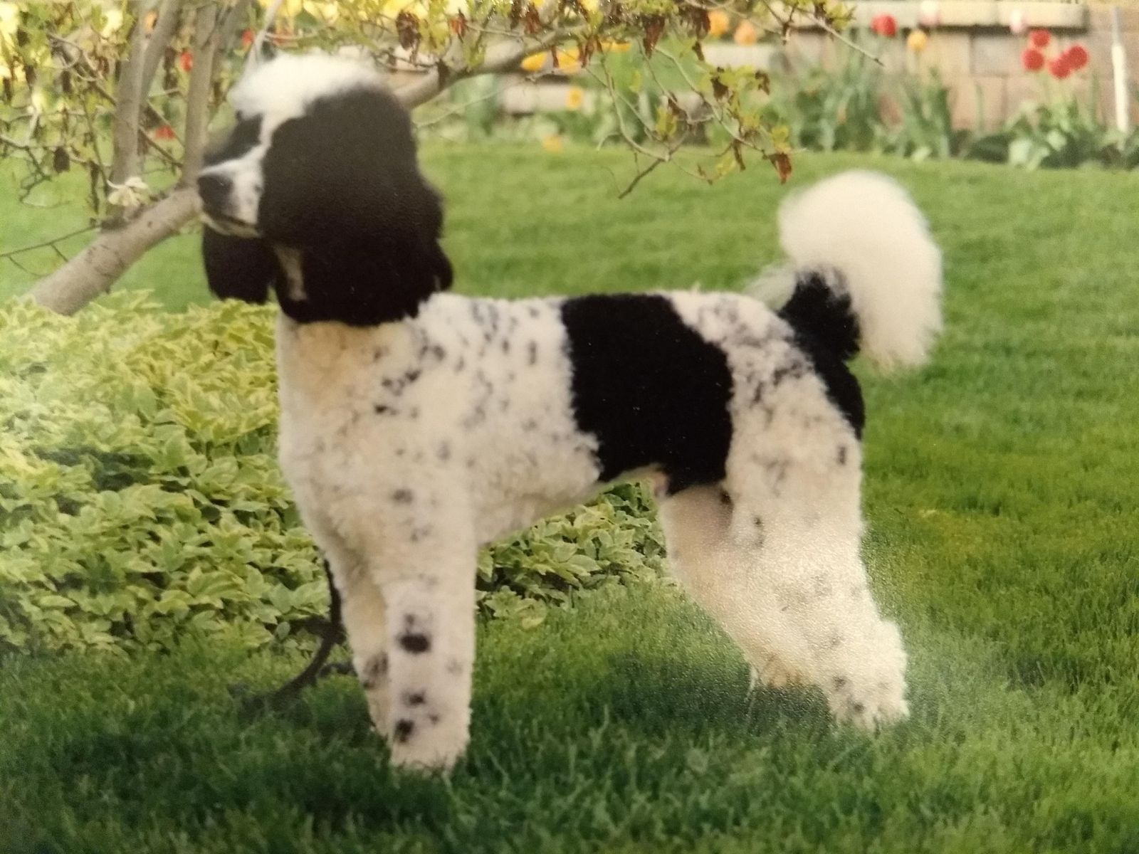 Moyen poodle stud