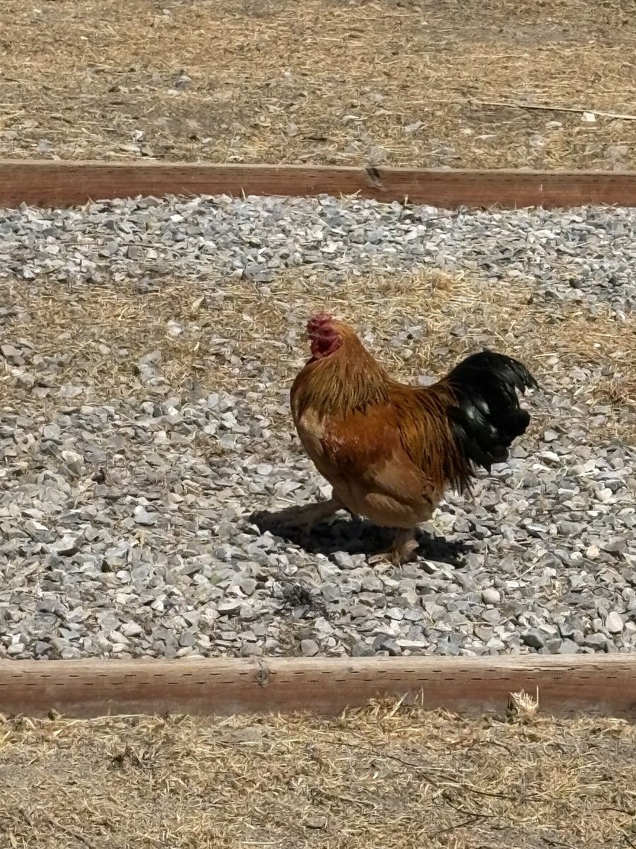 Free Roosters