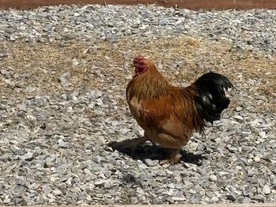 Free Roosters