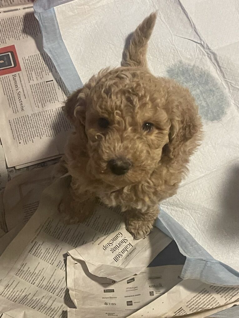 Golden Doodle Puppies