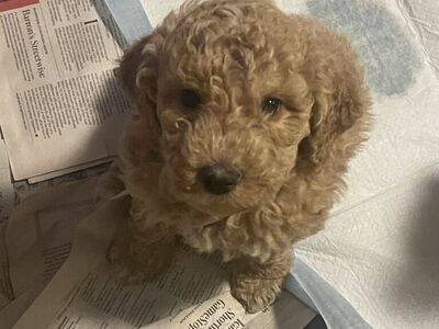 Golden Doodle Puppies