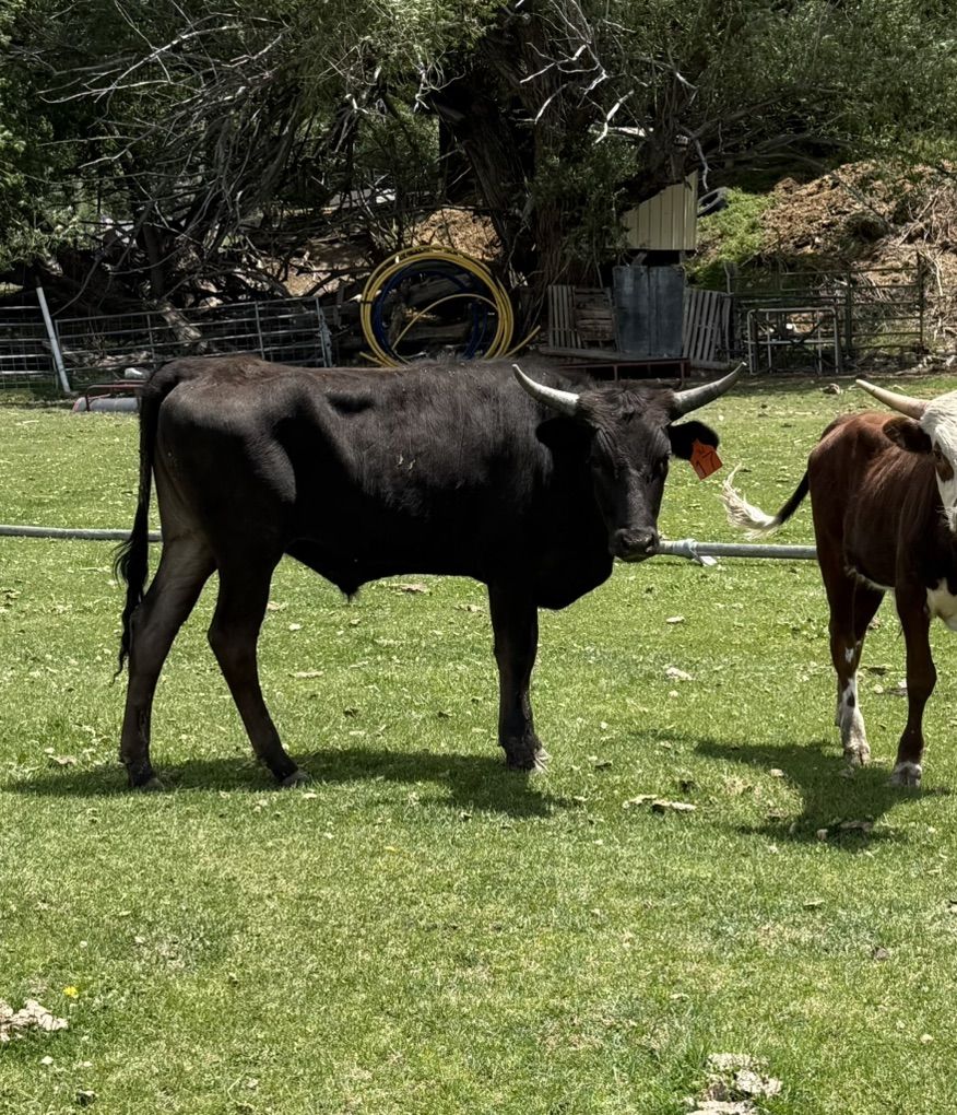 Fresh Corriente Steers