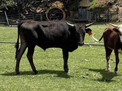 Fresh Corriente Steers