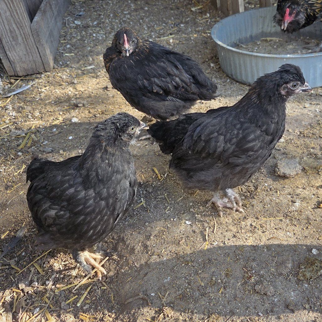 4 burchen bantom cochen pullets