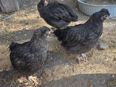 4 burchen bantom cochen pullets