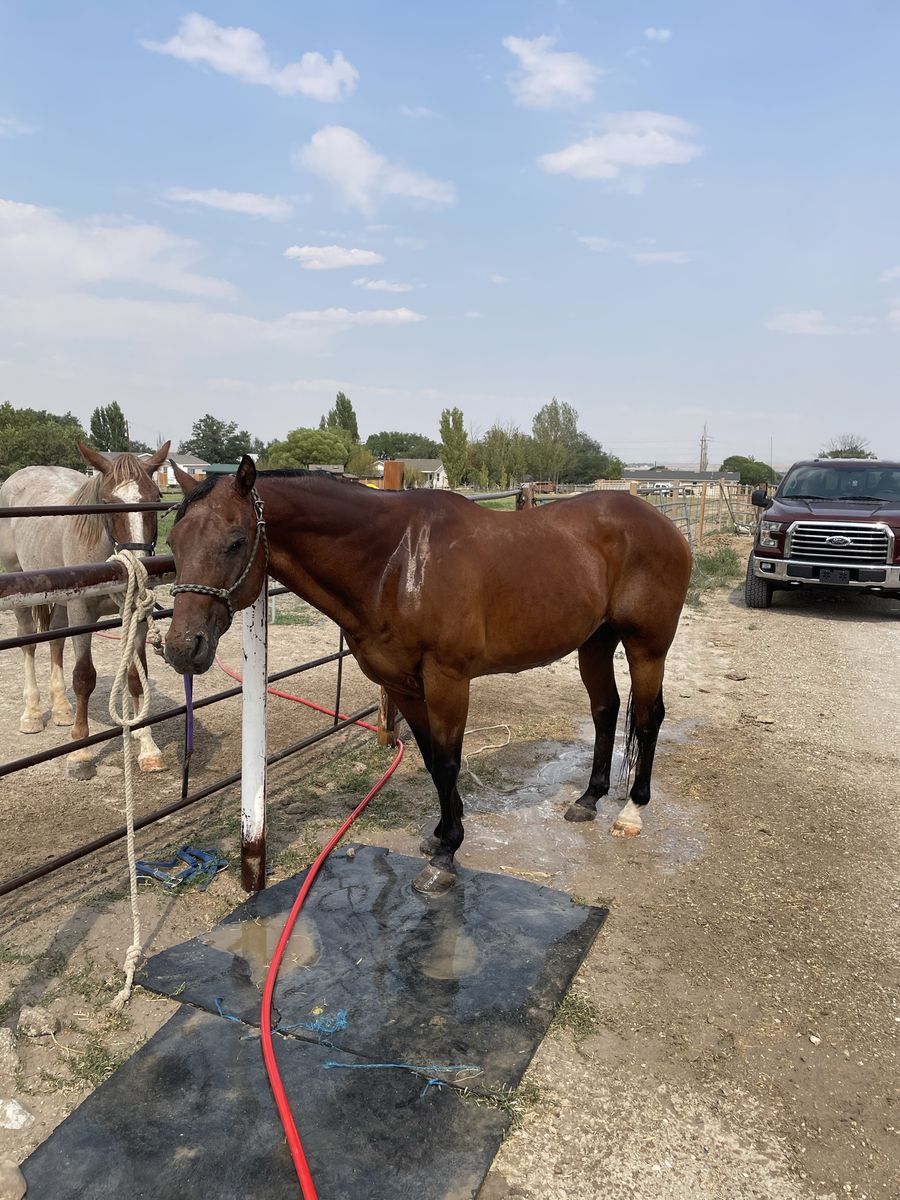 Older registered ranch gelding