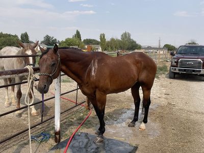 Older registered ranch gelding