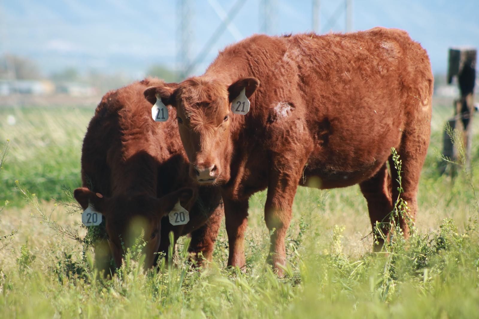 Red Angus Yearlings