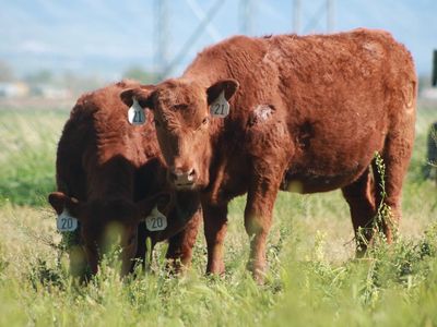 Red Angus Yearlings