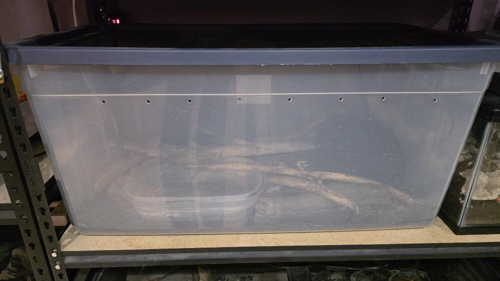 Red Tail Boa and Enclosure