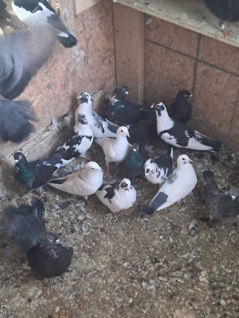 Pigeon